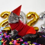 Najhorší deň v životoch domácich miláčikov- Silvester