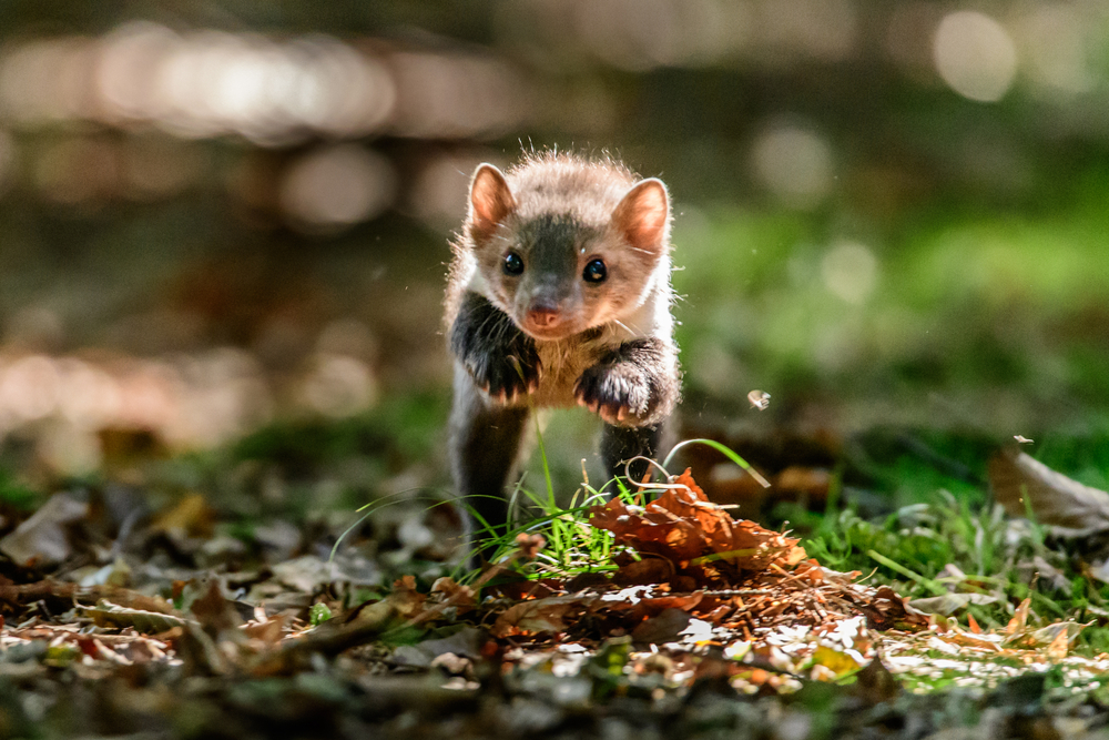 Prevencia voči kunám na povale – ako im zabrániť vstupu do domu